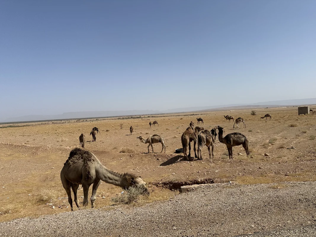 A camel caravan crossing golden Sahara dunes at sunset