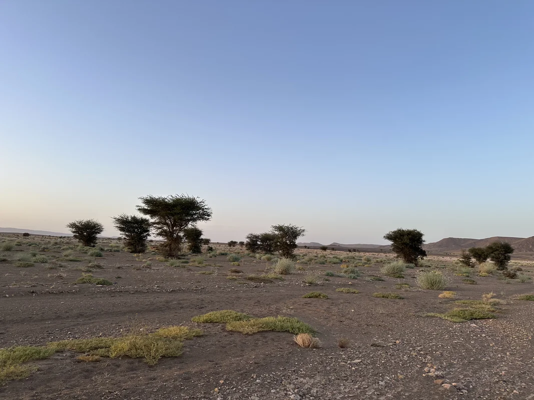 Traditional tents of a desert camp among the dunes at dusk